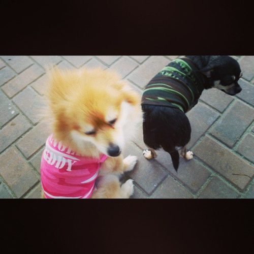 Tank and Eddie in Ranger Buddy Gear